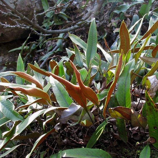 石韋的功效與作用有哪些？石韋種植前景怎么樣？