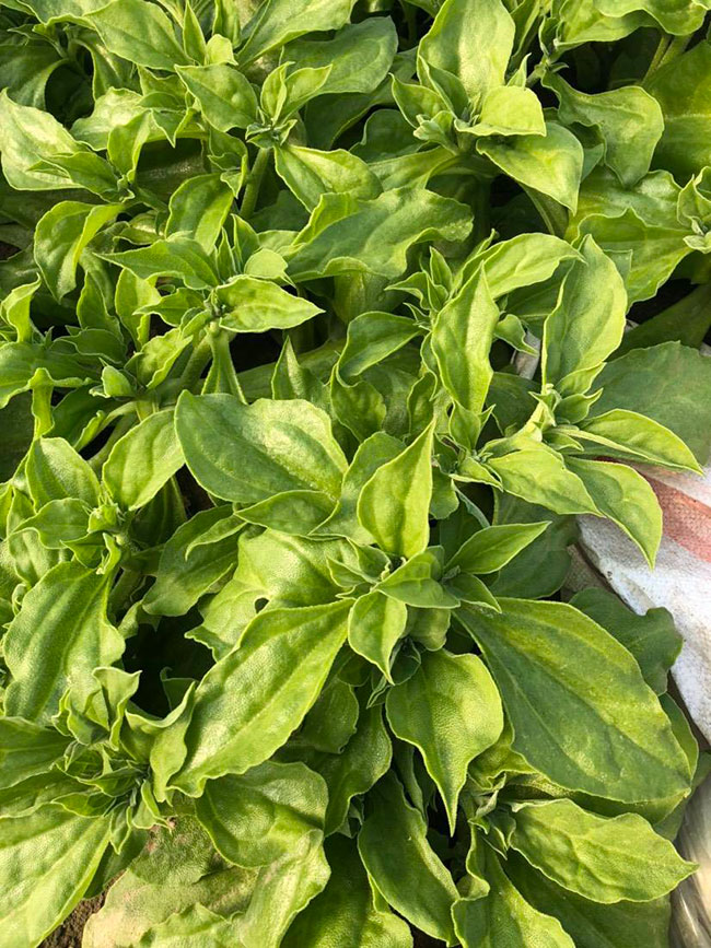 冰草又名冰菜，近幾年在市場上是極為熱銷的綠色菜品。冰草營養價值高，吃起來口感鮮美，營養價值高，市場價格很高，種植經濟效益很不錯。冰草以前我國是沒有的，它原產非洲，后來因為經濟營養價值高，引種種植，目前的發展前景很不錯。那么美，種植冰草有前景嗎?種植冰草收入怎樣?下面我們一起來看看吧!  一、種植冰草有前景嗎? 冰草是一種新的特色食材，它的表面有水滴狀的結晶，看起來表面結了一層冰，所以取名冰菜。冰草吃起來爽口、多汁，營養價值高，一公斤售價十幾元，很受市場歡迎。冰草的生長期長達6個月，一年可以種植兩茬，畝產量高達3000公斤，按照現在的行情，每公斤冰菜可以賣到10元，種植效益非常可觀。冰草不僅可以食用，還能起到美容、預防三高的作用，種植前景很不錯。  二、種植冰草收入怎樣? 冰草是一種比較爽口的蔬菜，食用方法也很多，用它配上一些芝麻醬，然后蘸著醬，非常好吃。冰草是我國產的，它是從非洲引進來的，種植的時候要提高肥水的使用效率，這樣有助于增產。冰草口感脆嫩，以做涼拌菜為主。冰草屬于高端蔬菜，多數從大連等地引進，售價高達30元每公斤。從去年春天開始，范學江經朋友介紹開始嘗試種植冰菜，經過一年的嘗試，發現種植冰草的收入很可觀，產地收購價10元每公斤，一畝地可產3000公斤，那么一畝地最低收益3萬元。  三、種植冰草的方法 1、播種 冰草種子小，浸種催芽，播種溫度控制在20℃，薄土覆蓋，播種后35—40天可出芽，培育苗高5厘米左右就可以移栽入圃了。 2、移栽 冰菜耐干旱性強，透氣好、排水良好的土壤種植效果好，移栽幼苗的時候注意溫度和光照，株距為30~40cm，控制行距，移栽后澆一次大水，緩苗大約10左右恢復長勢。 3、管理 給冰菜澆水的時候添加點食用鹽，葉面出現萎蔫的時候就可以澆水了，時間盡量清晨，溫度在10~30℃生長快，低于10℃發生凍害，夏季養護采取遮光措施。 4、采收 葉面附著的結晶成型之后就是冰菜采收的時間，一般2個月左右就可采收，生長高度在10cm左右。采收后的蔬菜需要低溫環境中保存，環境溫度過高，會導致冰草變質。 以上就是關于種植冰草有前景嗎和種植冰草收入怎樣的相關介紹，冰草產地批發報價可到中國花木網查詢，以上價格信息均是花木網商家提供的實時報價，不過因為苗木行情變化較大，所以僅供參考，采購冰草可查詢商家電話詢價。