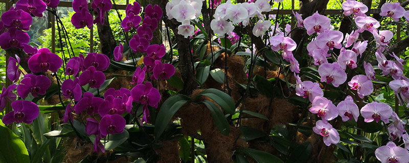 新加坡國花是什么花