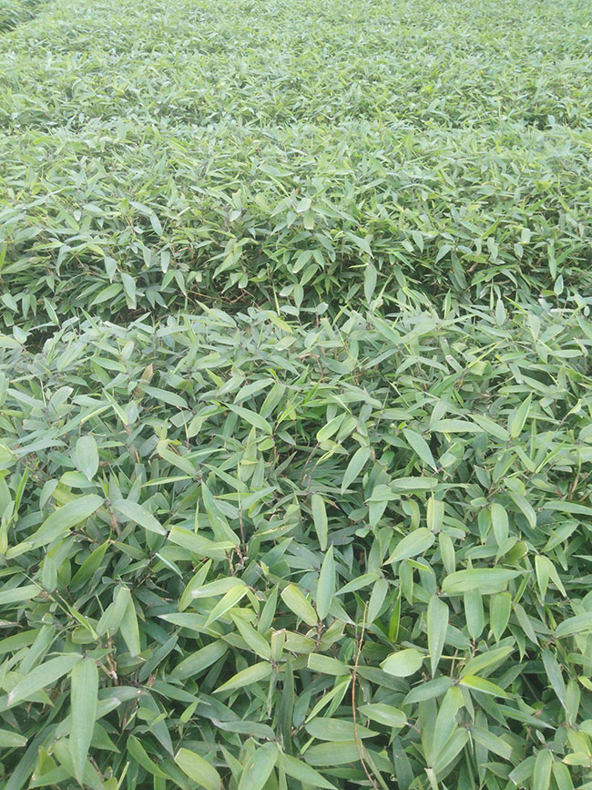 竹子的象征意義是什么