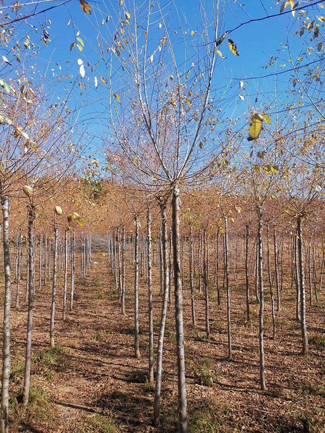 什么是白榆?家榆和白榆有什么區(qū)別?