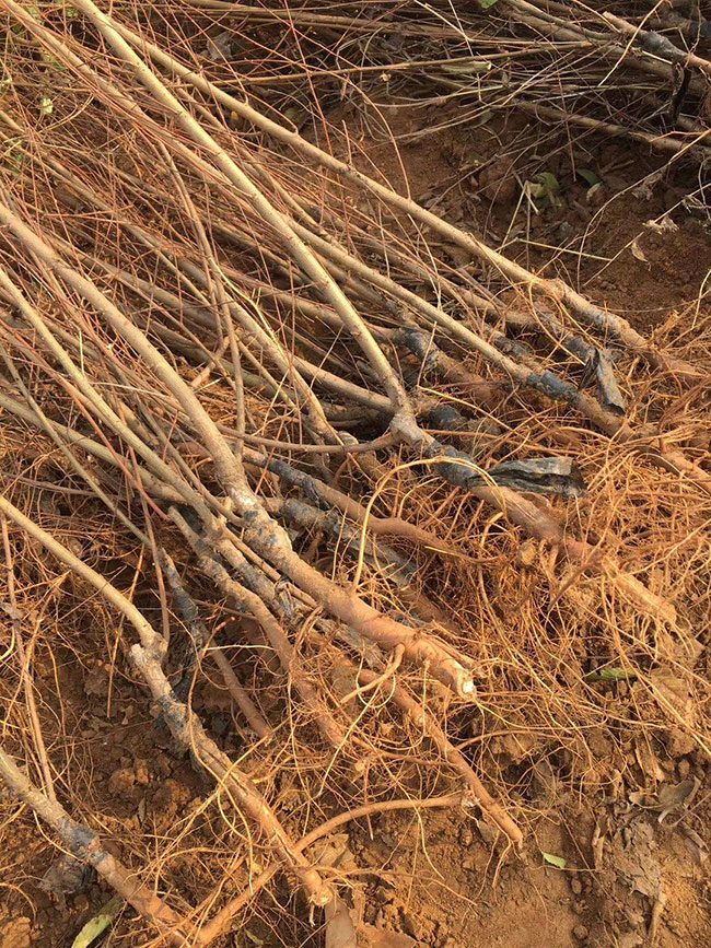 什么是白榆?家榆和白榆有什么區(qū)別?