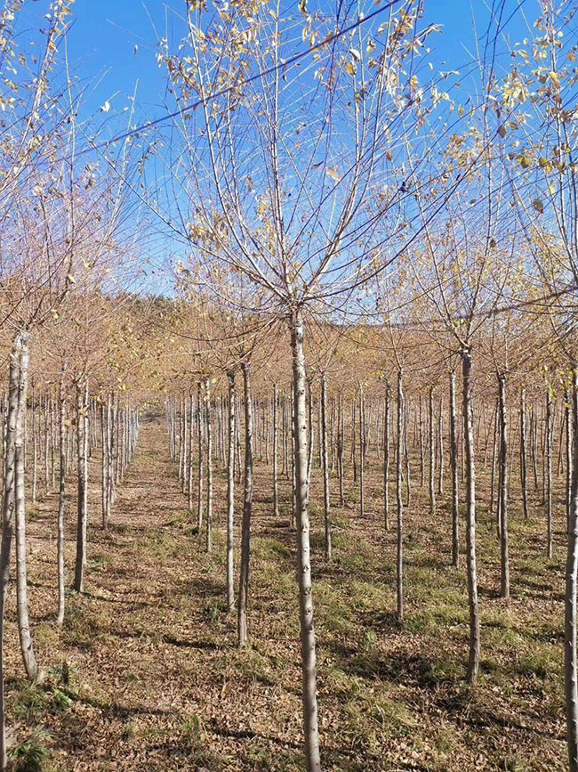 什么是白榆?家榆和白榆有什么區(qū)別?