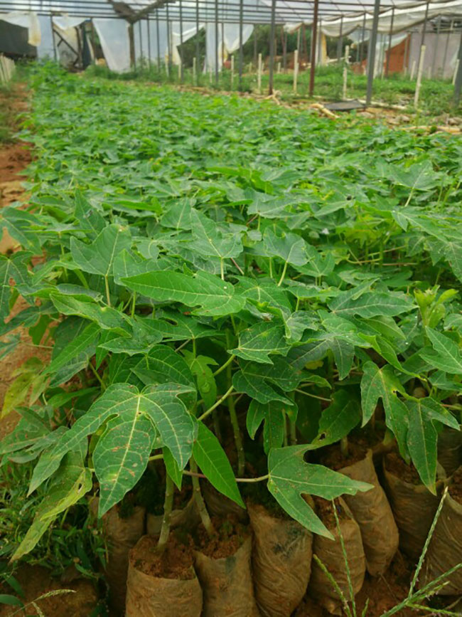 木瓜樹多少錢一棵?2020年木瓜樹價格最新價格 木瓜樹多少錢一棵?2020年木瓜樹價格最新價格