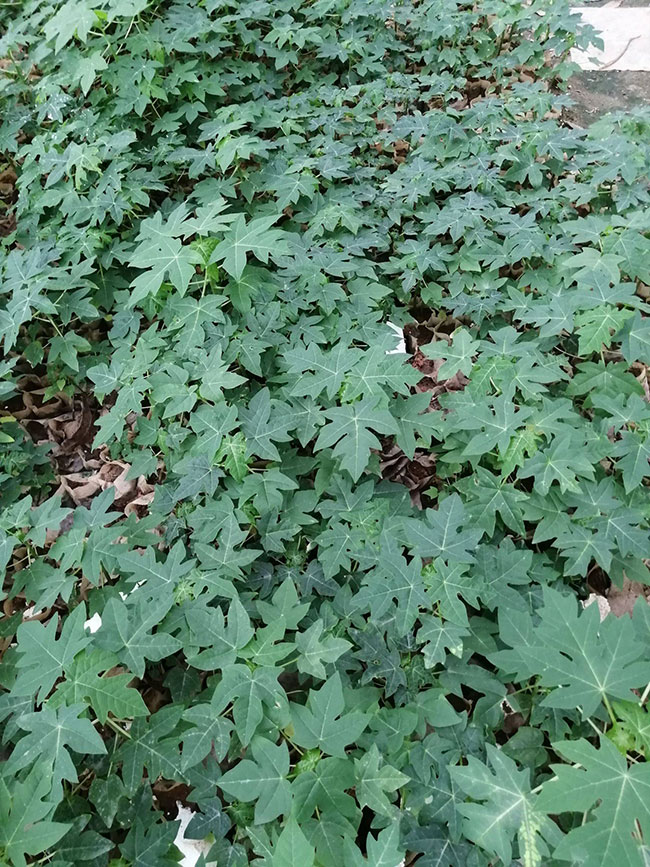 15木瓜樹多少錢一棵?2020年木瓜樹價格最新價格 15木瓜樹多少錢一棵?2020年木瓜樹價格最新價格