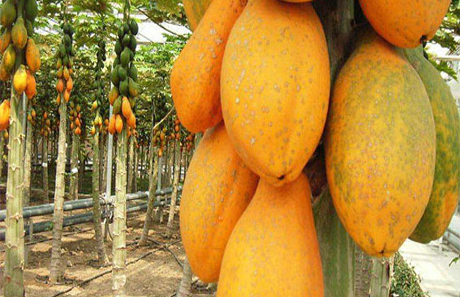 木瓜樹多少錢一棵?2020年木瓜樹價格最新價格 木瓜樹多少錢一棵?2020年木瓜樹價格最新價格