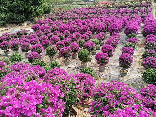 三角梅產地的在哪里?中國最大三角梅的產地g