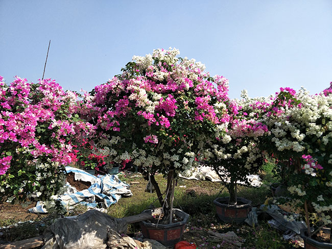 三角梅產地的在哪里?中國最大三角梅的產地