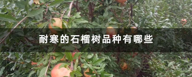 耐寒的石榴樹品種有哪些 耐寒的石榴樹品種有哪些