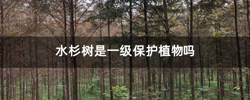 水杉樹是一級(jí)保護(hù)植物嗎
