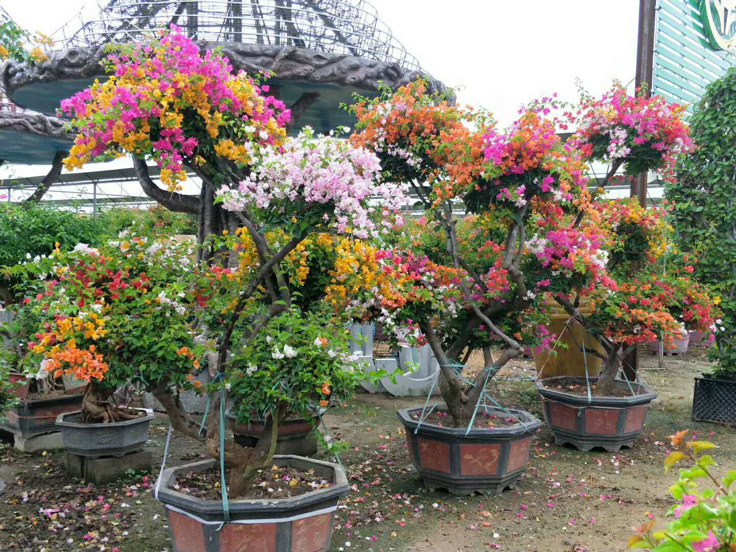 三角梅.jpg 三角梅.jpg