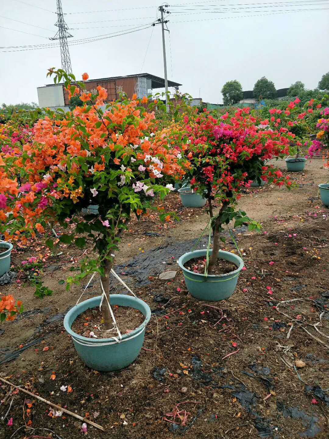三角梅葉子發(fā)黃的處理方法 三角梅葉子發(fā)黃的處理方法