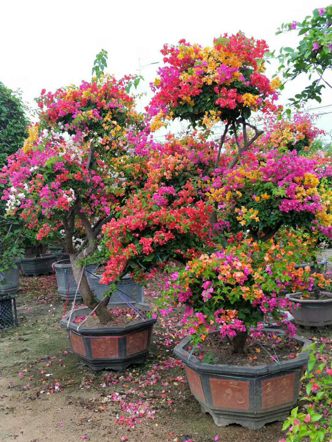 三角梅.jpg 三角梅.jpg