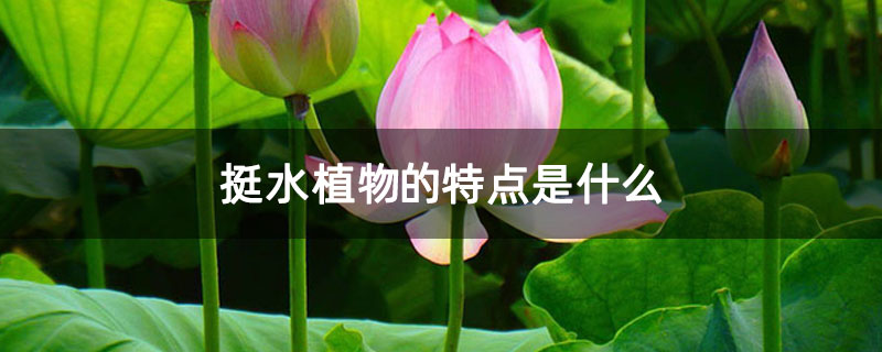挺水植物的特點是什么