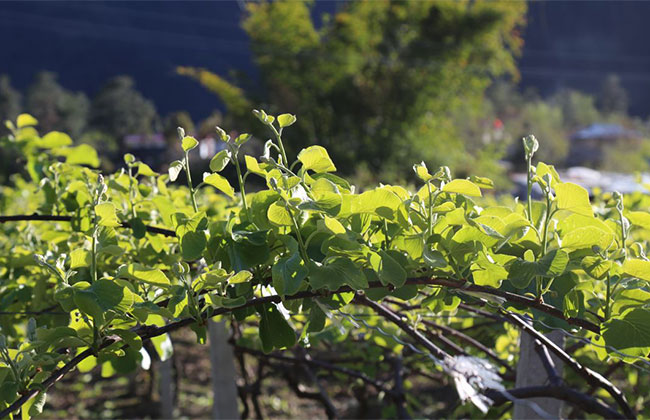 獼猴桃種植 獼猴桃種植