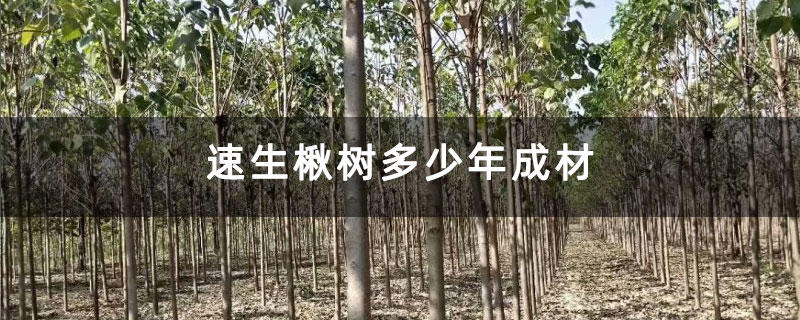 速生楸樹多少年成材