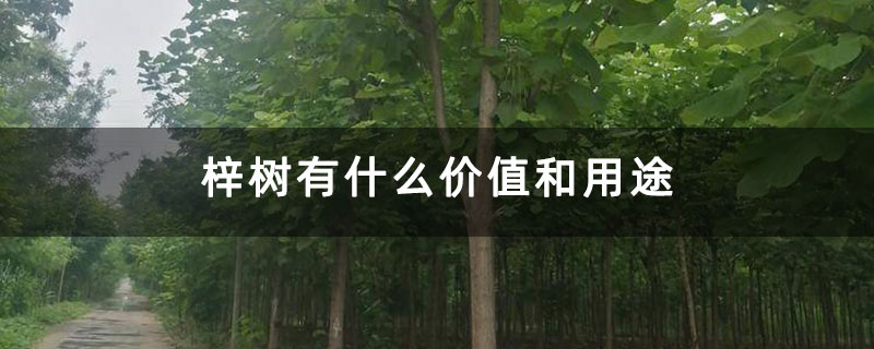 梓樹有什么價值和用途