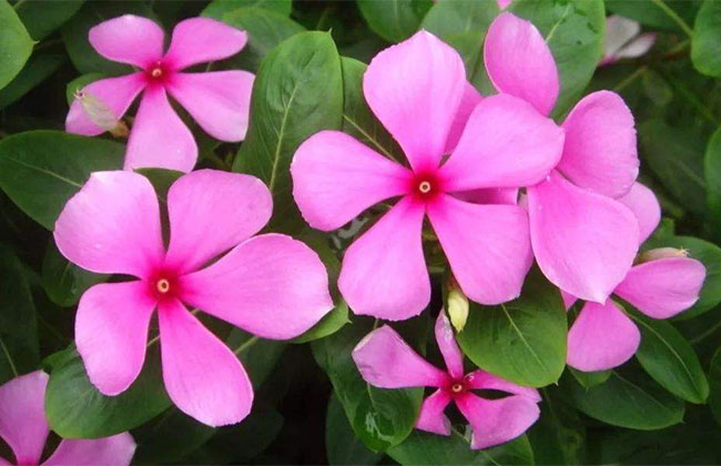 長春花的花語是什么?長春花的寓意和象征