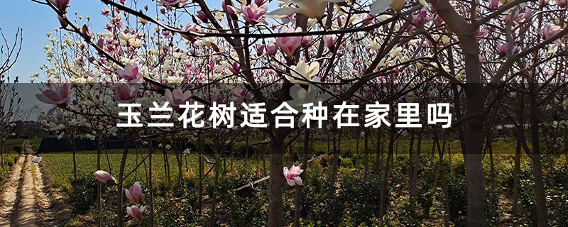 玉蘭花樹適合種在家里嗎