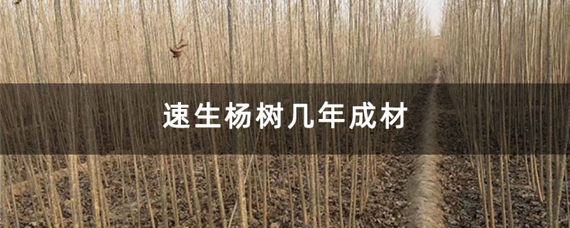 速生楊樹