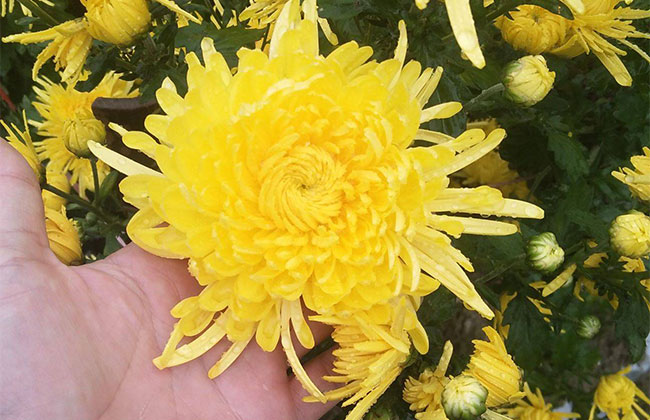 菊花茶有幾種 菊花茶有幾種