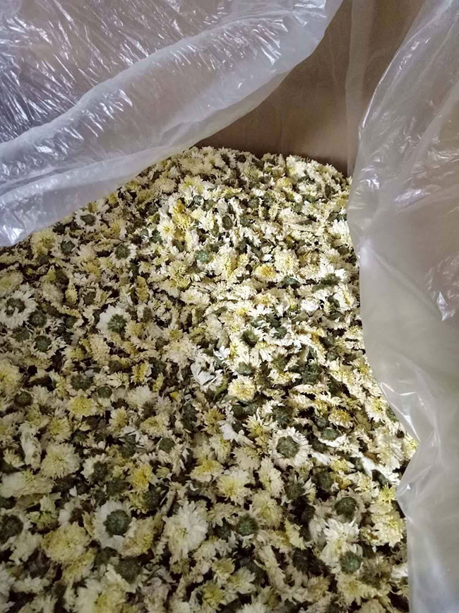 菊花茶有幾種 菊花茶有幾種