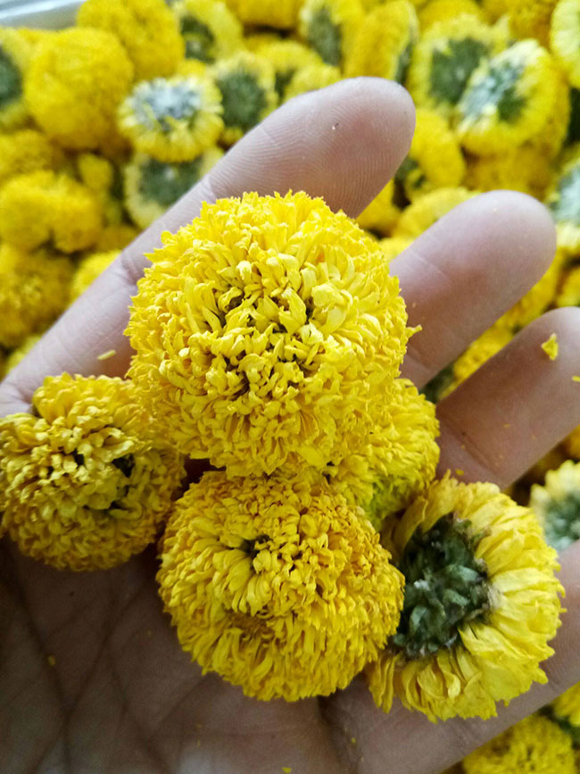 菊花茶有幾種 菊花茶有幾種