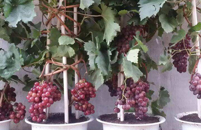 盆栽葡萄