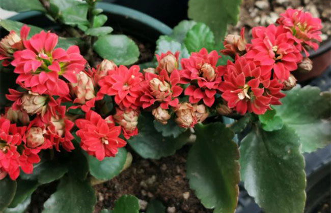 長壽花的花語是什么?長壽花的寓意和象征 長壽花的花語是什么?長壽花的寓意和象征