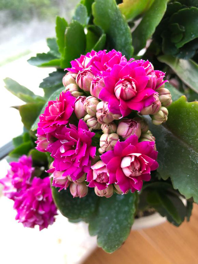 長壽花的花語是什么?長壽花的寓意和象征 長壽花的花語是什么?長壽花的寓意和象征