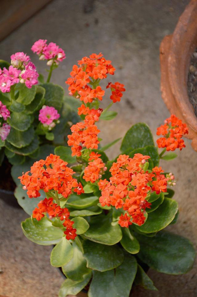 長壽花的花語是什么?長壽花的寓意和象征 長壽花的花語是什么?長壽花的寓意和象征