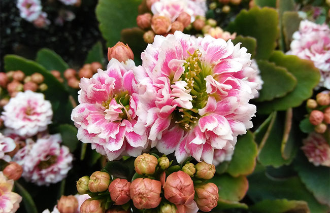 長壽花的花語是什么?長壽花的寓意和象征 長壽花的花語是什么?長壽花的寓意和象征