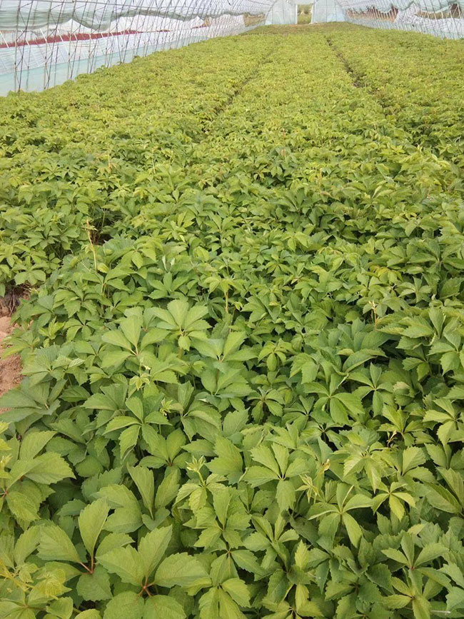 如何種植爬山虎?爬山虎苗種植方法和時間