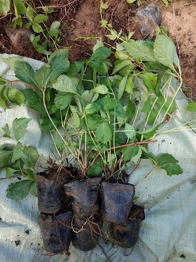 如何種植爬山虎?爬山虎苗種植方法和時間