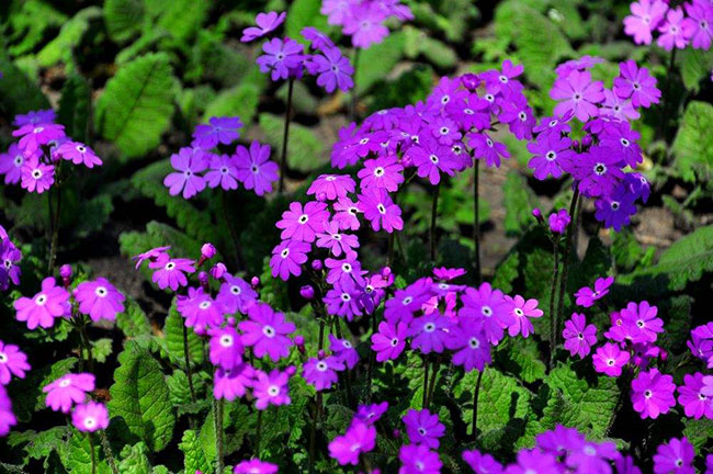 櫻花草的花語是什么?櫻花草的寓意和象征