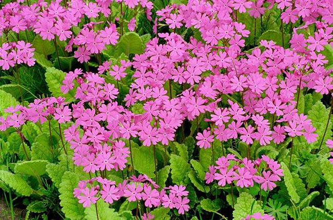 櫻花草的花語是什么?櫻花草的寓意和象征