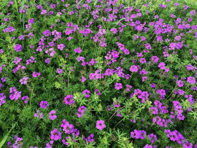 櫻花草的花語是什么?櫻花草的寓意和象征