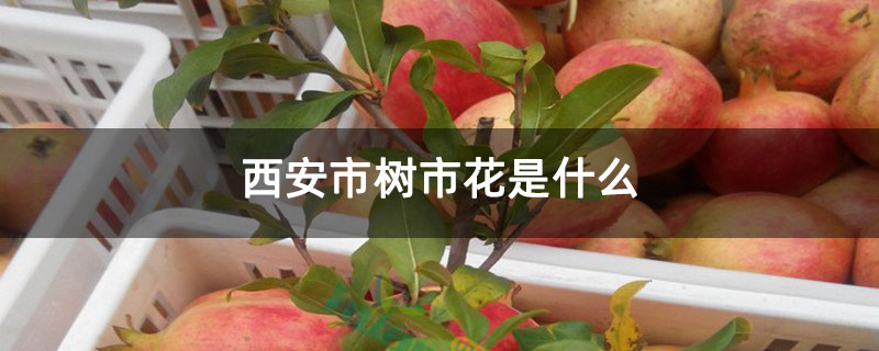 西安市樹市花是什么