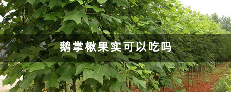 鵝掌楸果實可以吃嗎