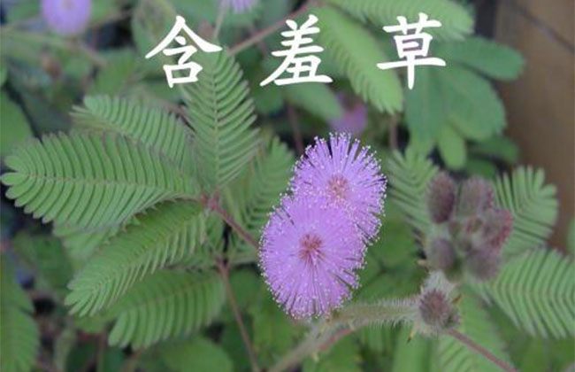 含羞草的花語是什么?含羞草的寓意和象征
