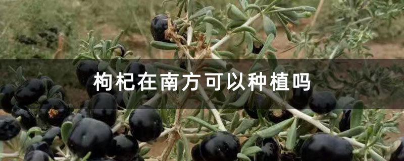 枸杞在南方可以種植嗎