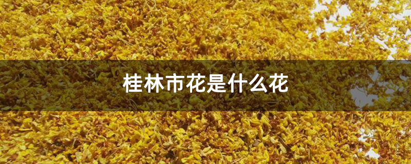 桂林市花是什么花