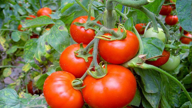 七月種植什么蔬菜?七月生長(zhǎng)快速的蔬菜