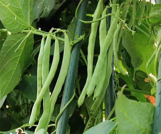 七月種植什么蔬菜?七月生長(zhǎng)快速的蔬菜