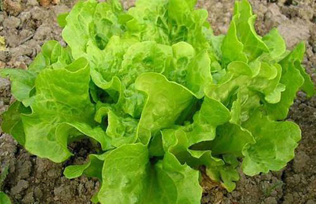 七月種植什么蔬菜?七月生長(zhǎng)快速的蔬菜