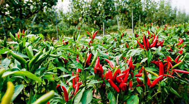 七月種植什么蔬菜?七月生長(zhǎng)快速的蔬菜