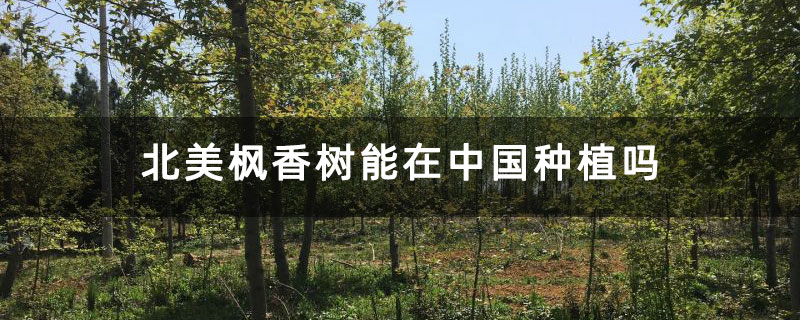 北美楓香樹能在中國種植嗎