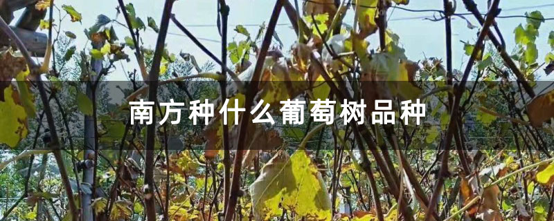 南方種什么葡萄樹品種