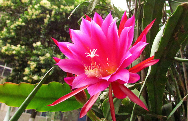 荷花的別稱雅稱有哪些?荷花種植方法