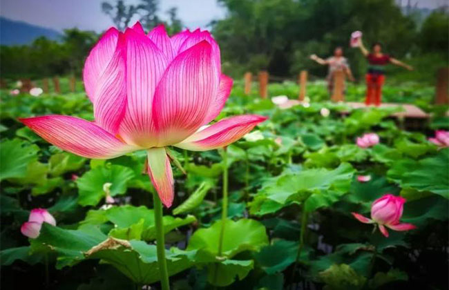 荷花的別稱雅稱有哪些?荷花種植方法